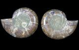 Cut & Polished Ammonite (Anapuzosia?) Pair - Madagascar #78640-1
